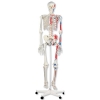 Szkielet Anatomiczny