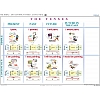 The Simple and Continuous Tenses - Active Voice 200 x 150 cm