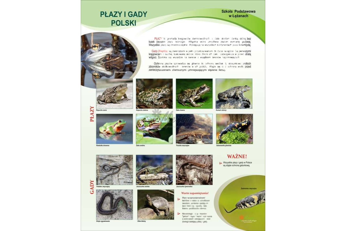 Płazy i gady 100x65 cm - Pomoce dydaktyczne, szkolne i naukowe | Meritum